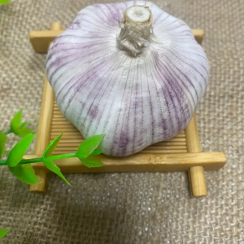 Fresh Purple Skinned Garlic